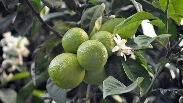 Citrus Aurantium Extract Synephrine 6% Citrus Aurantium Extract Synephrine 6%