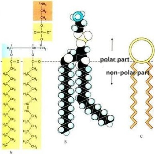 Phosphatidylcholine Bulk Powder Phosphatidylcholine Bulk Powder